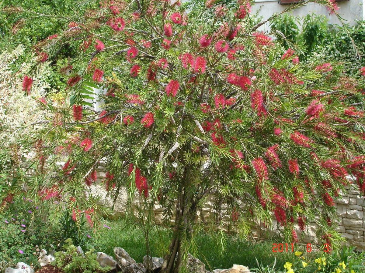 Villa Vrancic 罗维尼 外观 照片